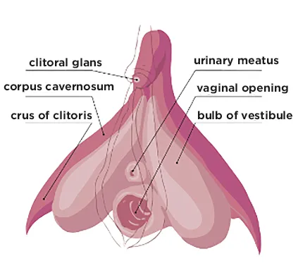Anatomical diagram of the clitoris labelling the clitoral glans, corpus cavernosum, crus, bulb of the vestibule, urinary meatus and vaginal opening