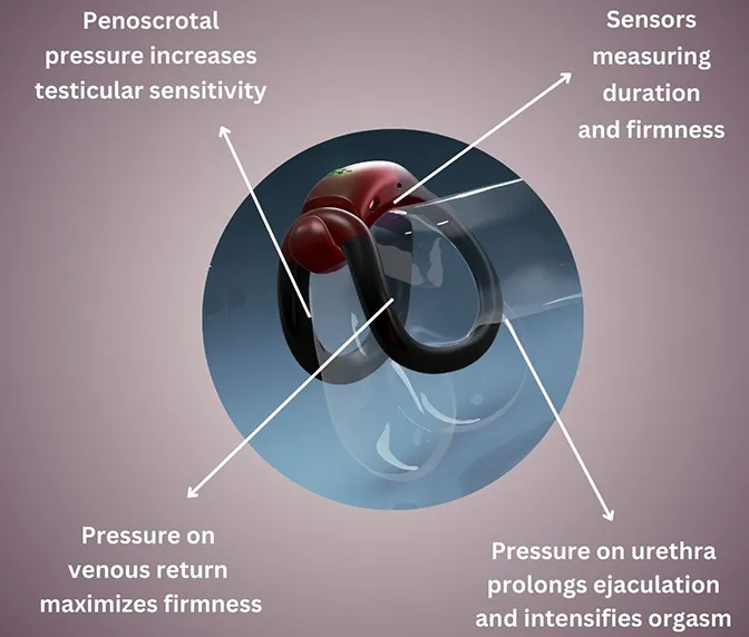 Diagram labelling the TechRing: penoscrotal pressure increasing testicular sensitivity, sensors measuring duration and firmness, pressure on venous return maximising firmness, and pressure on the urethra prolonging ejaculation