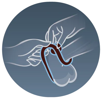 Illustration: hands bringing the second loop around the base of the penis
